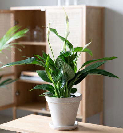 Fredslilje Fredslilje